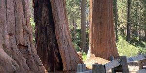 Giant Sequoias dirt handrail sequoia shadow tree