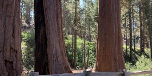 Three Sequoias fence log trail tree walkway