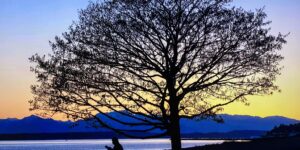 Tree  Sunset silhouette person reading peaceful mountains river ocean blue