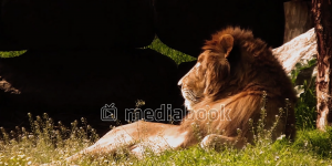 Lion animal grass rock safari wildlife zoo