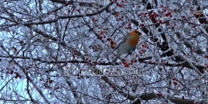 Winter Bird bird branch eat fruit tree